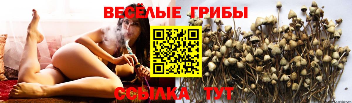 Псилоцибиновые грибы ЛСД Пенза